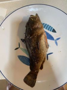 Brown Scorpionfish