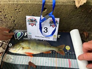 European Perch