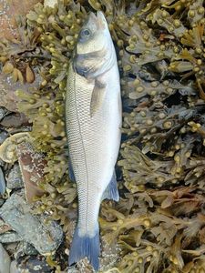 European Bass (Seabass)