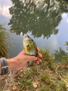 Largemouth Bass