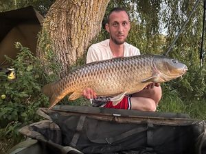 Common Carp