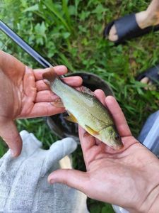 Tench