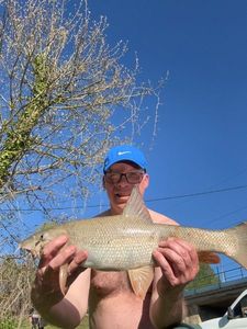 Barbel