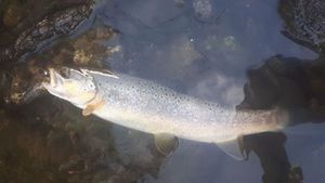 Brown Trout