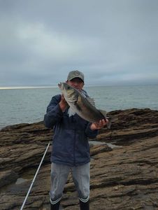 European Bass (Seabass)