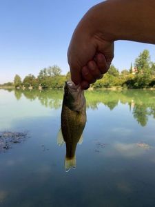 Largemouth Bass