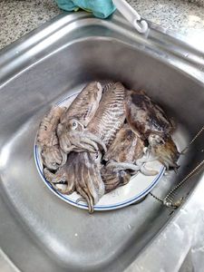 Sepiida