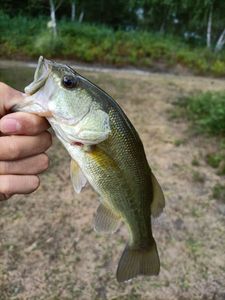 Largemouth Bass