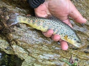 Brown Trout