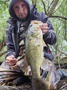 Largemouth Bass