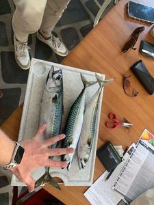 Mackerel