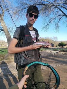 Rainbow Trout