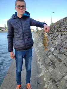 European Perch