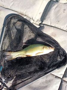 Tench