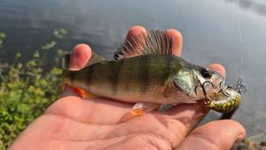 European Perch