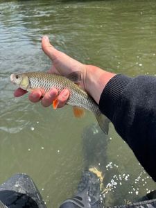 Chub