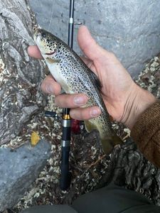 Brown Trout