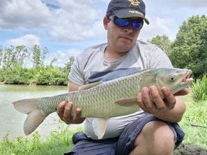 Silver Carp