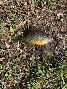 Green Sunfish