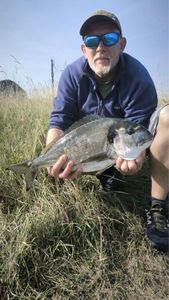 Gilthead Seabream