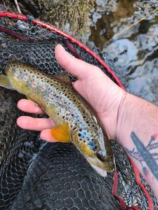 Brown Trout
