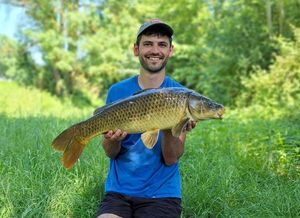 Common Carp