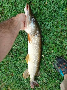 Northern Pike