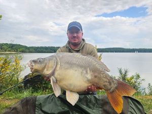 Mirror Carp