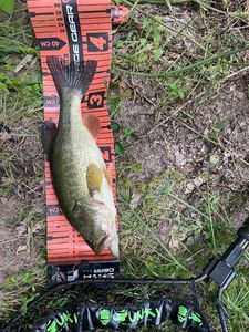Largemouth Bass