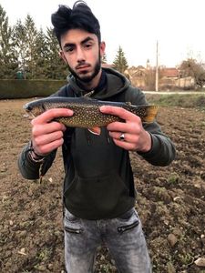 Brown Trout
