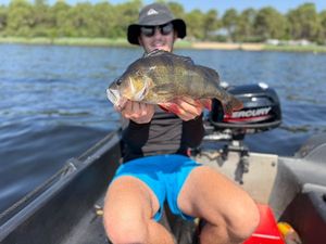 European Perch