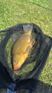 Tench