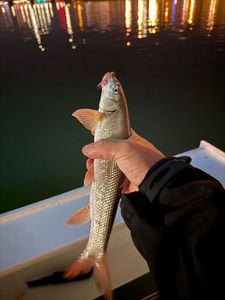 Barbel