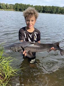Sturgeon