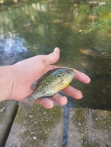 Green Sunfish