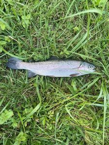 Brown Trout
