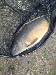 Mirror Carp