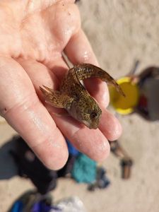 Common Intertidal Fish