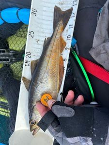 Ballan Wrasse