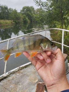 European Perch