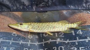 Northern Pike