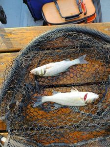 European Bass (Seabass)