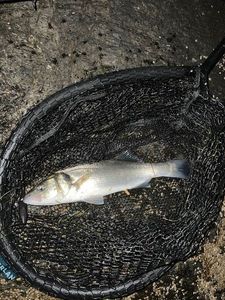 European Bass (Seabass)
