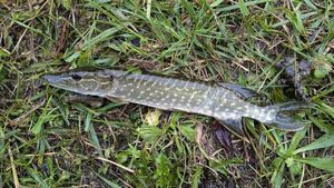 Northern Pike