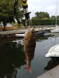 European Perch