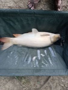 Leather Carp