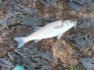European Bass (Seabass)