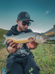 Brook Trout