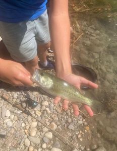 Largemouth Bass