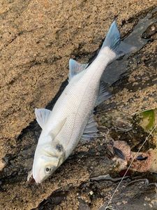 European Bass (Seabass)